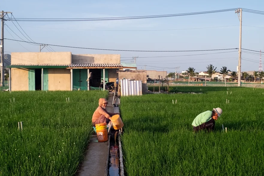 Trải nghiệm tham quan cánh đồng hành xanh mướt