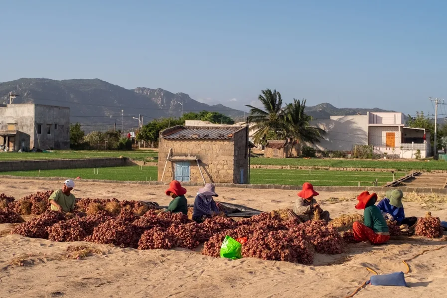 Thu hoạch hành ngò sau lưng Hòn Đỏ Sea